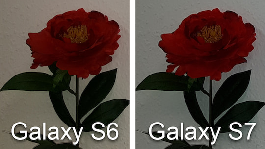 Vergleich der Rosen-Blte bei guten Lichtverhltnissen