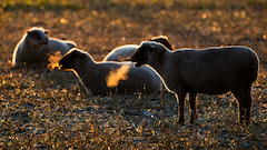Auch die Schafe in der niederschsischen Heide sollen bald Netz bekommen, wenn die Plne der Landesregierung funktionieren sollten.