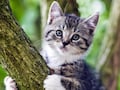 Streunende Katzen knnen mit einem Tracker berwacht werden