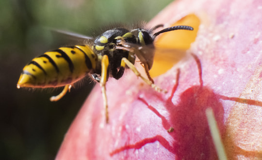 Eine Wespe frisst sich am 31. August 2020 durch einen Apfel in einem Obstgarten in der Region Hannover. Nach Expertenaussage war der recht warme, regenarme Frhling ideal fr die Bildung von Wespenvlkern gewesen